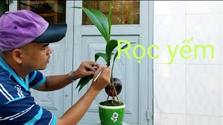 Rọc Yếm |Bul Dừa || Bonsai Dừa || Cây Cảnh Phong Thủy, Cây Kiểng Mini