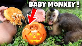 Teaching Baby Monkey How To Carve A Pumpkin ! Halloween !!