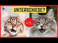 MAINE COON ODER NORWEGISCHE WALDKATZE? Unterschiede & Ähnlichkeiten