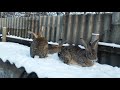 Кролики фландеры