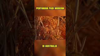 Pertanian Padi Modern Di Australia  #pertanian  #shorts