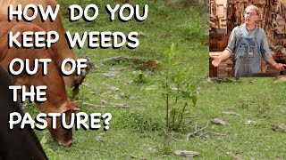 How Do You Keep Weeds Out of the Pasture? - FHC Q & A