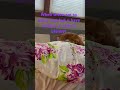 #cute #cutedog #cutepuppies #funnypuppy #funnypuppies #sillydogs #sillypuppy #sillypets #cutestpets