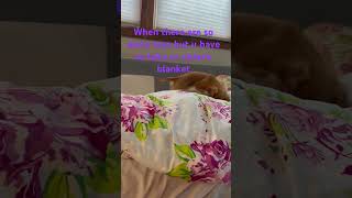 #cute #cutedog #cutepuppies #funnypuppy #funnypuppies #sillydogs #sillypuppy #sillypets #cutestpets