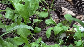 Руккола. Польза. Размножение. Arugula. Руккола. Польза. Размножение. Arugula.