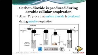 Grade 11 Life Sciences: RESPIRATION, CO2 is produced in Aerobic  respiration | M.SAIDI | ThunderEDUC