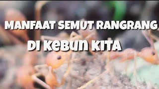 Download lagu Manfaat Semut Rangrang untuk Kebun Buah dan Sayur.