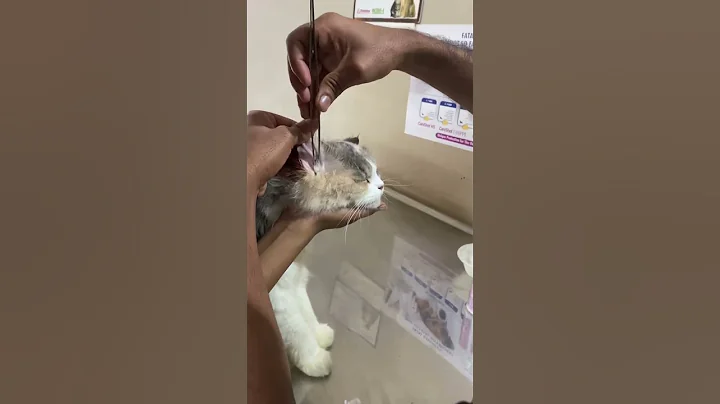 Video 1590781: persian cat ear cleaning