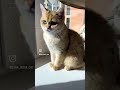 Потому что нету кошки у тебя Cat 2023 Sara Pets Потому что нету кошки у тебя Cat 2023 Sara Pets