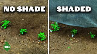 Shade Cloth Vs No Cloth Which Harvest Was Better