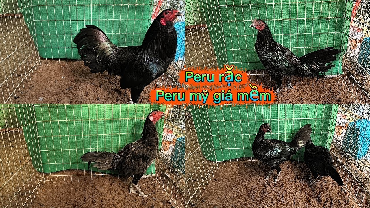 Thanh lý cho ae top gà Peru (4/11) Lê Quý Gò Công