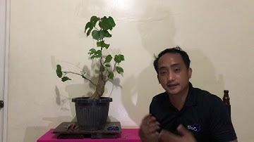 Basic Bonsai Lessons: Doing Initial Wiring on a Bonsai Tree Part II
