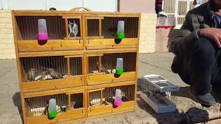 Ташкентский птичий рынок: Певчие птицы 19.10.19 Tashkent bird market