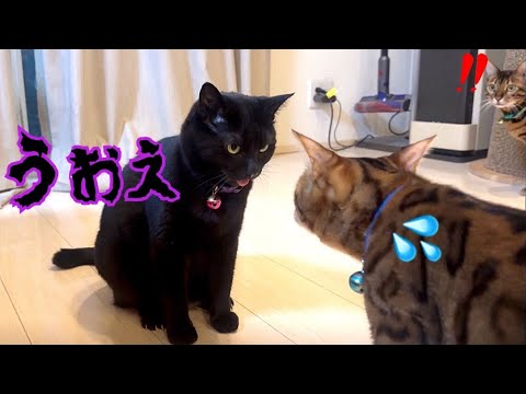 吐くし暴れるし脱走もするヤンチャなポチャ黒猫さん