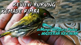 REVIEW BURUNG KEMADE RIMBA | CABAI RIMBA | PENTIS RIMBA | KEMADE RIMBA GACOR | KEMADE GACOR