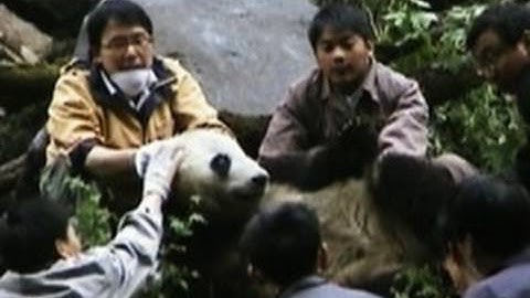Earthquake Shakes Up Pandas!