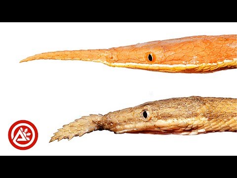 Video: Arrow snake: paglalarawan ng mga species at mga tampok nito