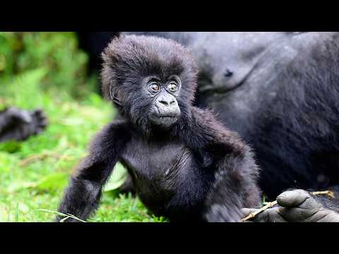 Getting Close to the Mountain Gorillas | The Lion Whisperer