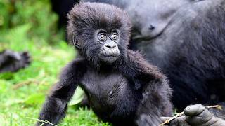 Getting Close to the Mountain Gorillas | The Lion Whisperer