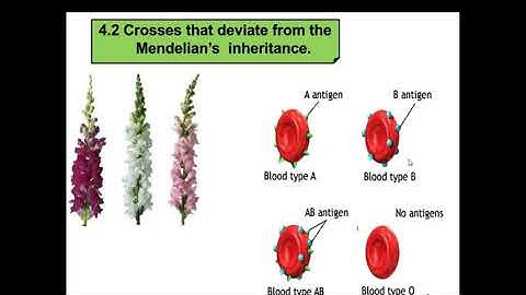 Chapter 4 Genetic Inheritance   Deviations from Mendelian