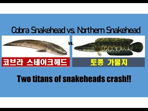 Northern Snakehead vs. Cobra Snakehead  ☜ 가물치와 코브라 스네이크헤드의 대결