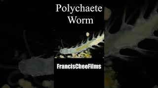 Polychaete Worms #Shorts