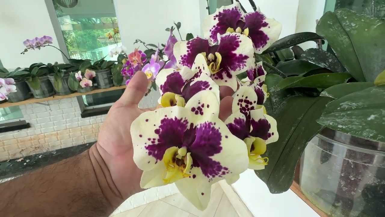 COMO ESTAO MINHAS PHALAENOPSIS 