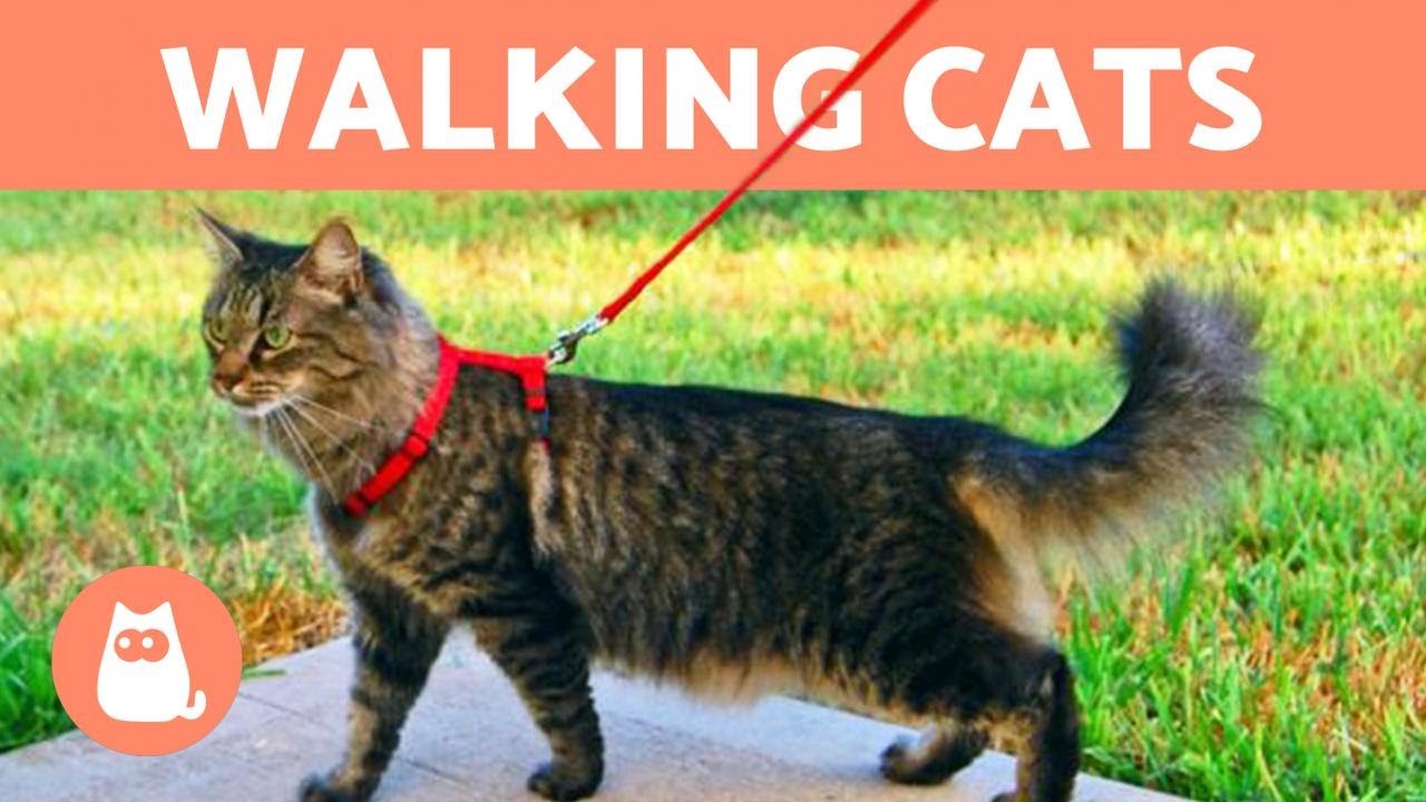 How to WALK a CAT on a LEASH 🐈🚶‍♂️ (5 Tips) 