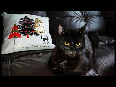 Видео: Ксюша - дома! Приветы от мурлык. Greetings from cats,