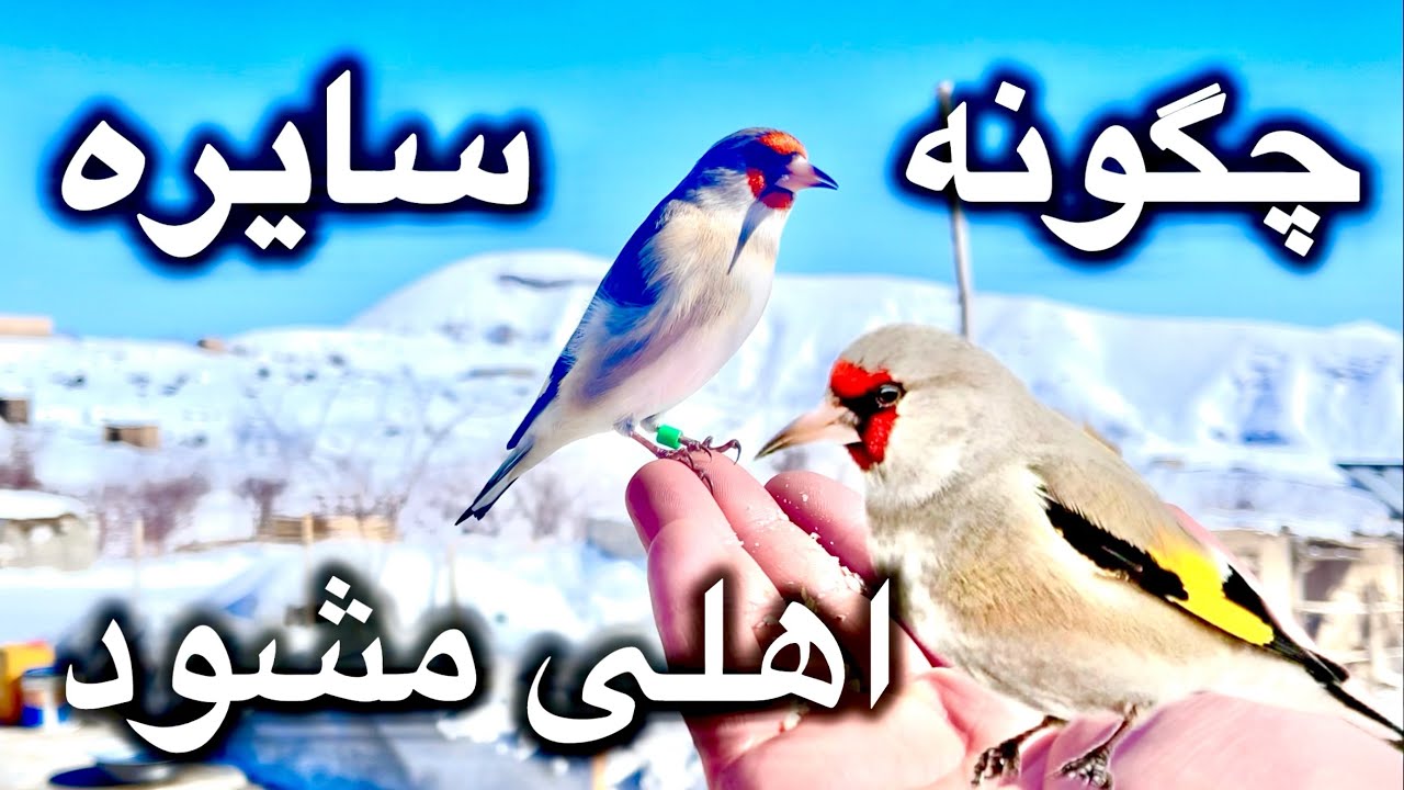 اهلی شودن سایره وخاندن بسیار عالی این پرنده در افغانستان تقدیم به شما دوستان شوقی