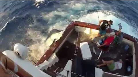 Huge black marlin jumps into boat on deep-sea fishing trip off Australia