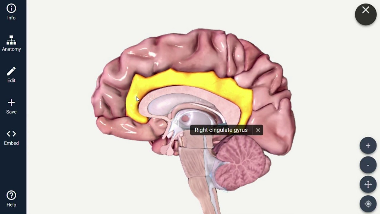 The Brain During Depression - YouTube