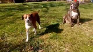 Talking Boggle Dog