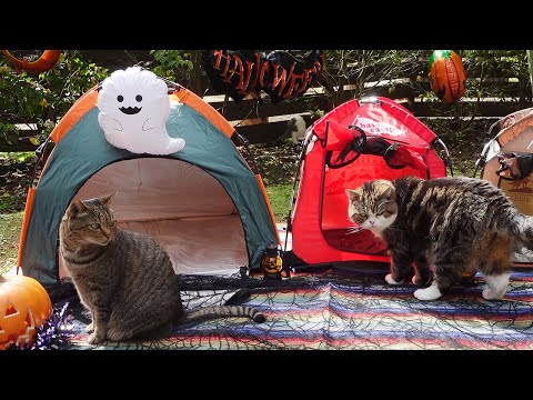 ハロウィンキャンプとねこ。-Halloween Camp and Cats.-