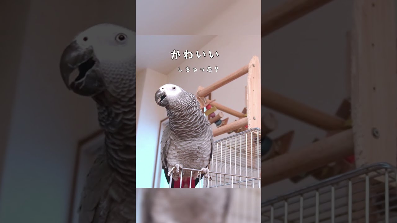 Zu-chan, a gray parrot who plays a cute bird