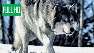 Дикая природа Аляски (Документальные фильмы National Geographic HD) борьба диких животных Дикая природа Аляски (Документальные фильмы National Geographic HD) борьба диких животных