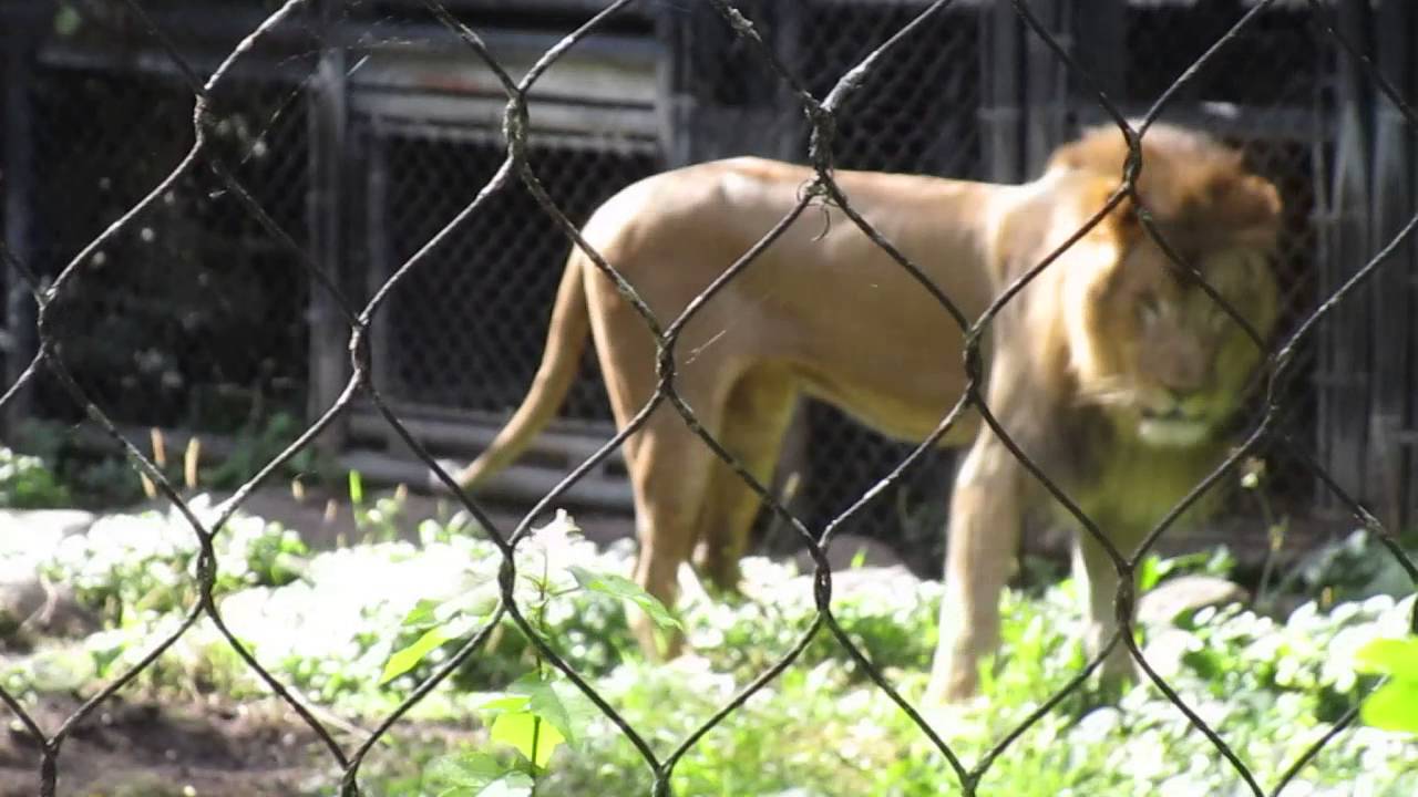 Lions Roaming Henry Vilas Zoo Madison, WI 9-17-16 - YouTube