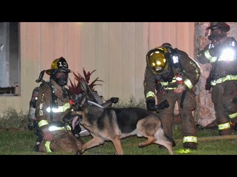 Video: Kanādā ierodas ļoti lipīga H3N2 suņu gripa