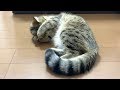 初めての発情期に戸惑いが隠せない子猫…。