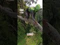 I climb trees for money