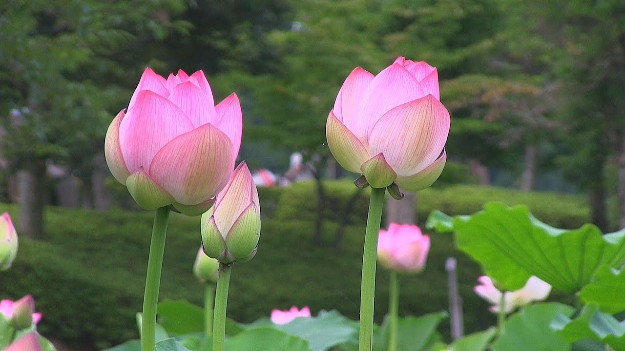 はなはす(福井県南越前町　花はす公園)