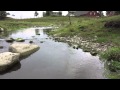 Elfiske I Saxån Elfiske I Saxån