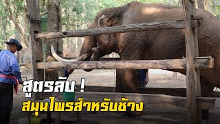 สูตรลับ #สมุนไพร สำหรับช้าง สนใจติดต่อ โรงพยาบาลช้าง ศูนย์อนุรักษ์ช้างไทย ลำปาง โทร. 054-829-331