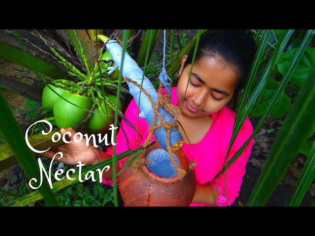 Home Made Coconut Jaggery/හකුරු #Sweet treacle🌴#villege life# cooking#food#The Nature Me.