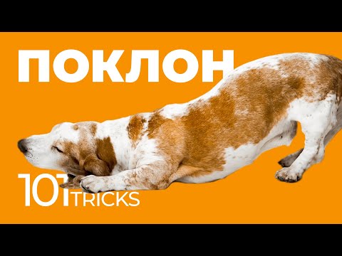 Команда Поклон 🐩 Как научить собаку кланяться по команде 🐾 Обучить щенка трюкам, дрессировка собак 🐶