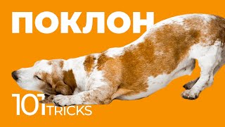 Команда Поклон 🐩 Как научить собаку кланяться по команде 🐾 Обучить щенка трюкам, дрессировка собак 🐶