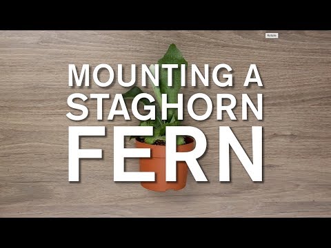 garden spider NYBG Planted: Brazil – Mounting a Staghorn Fern