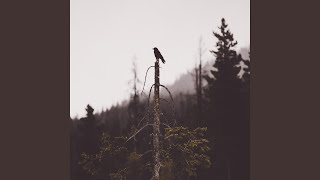 The Space Between