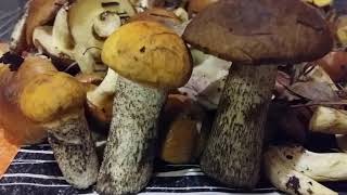 Лесные ГРИБЫ видеофон Живой футаж live footage mushrooms  蘑菇  الفطر หน้าเห็ด