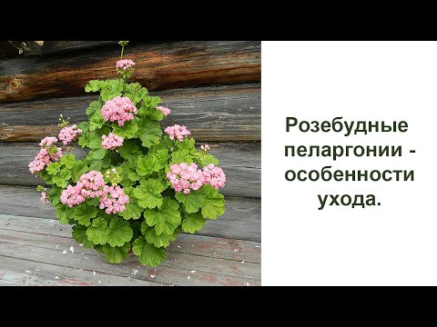 Бейне: Жапырақты гүлденуге арналған гераниді кесу (20 фото): көктемде пеларгонияны үйде қалай гүлдеп, үлпілдек етіп дұрыс кесу керек? Қыста қаңтар айында гүлді шымшу мүмкін бе?